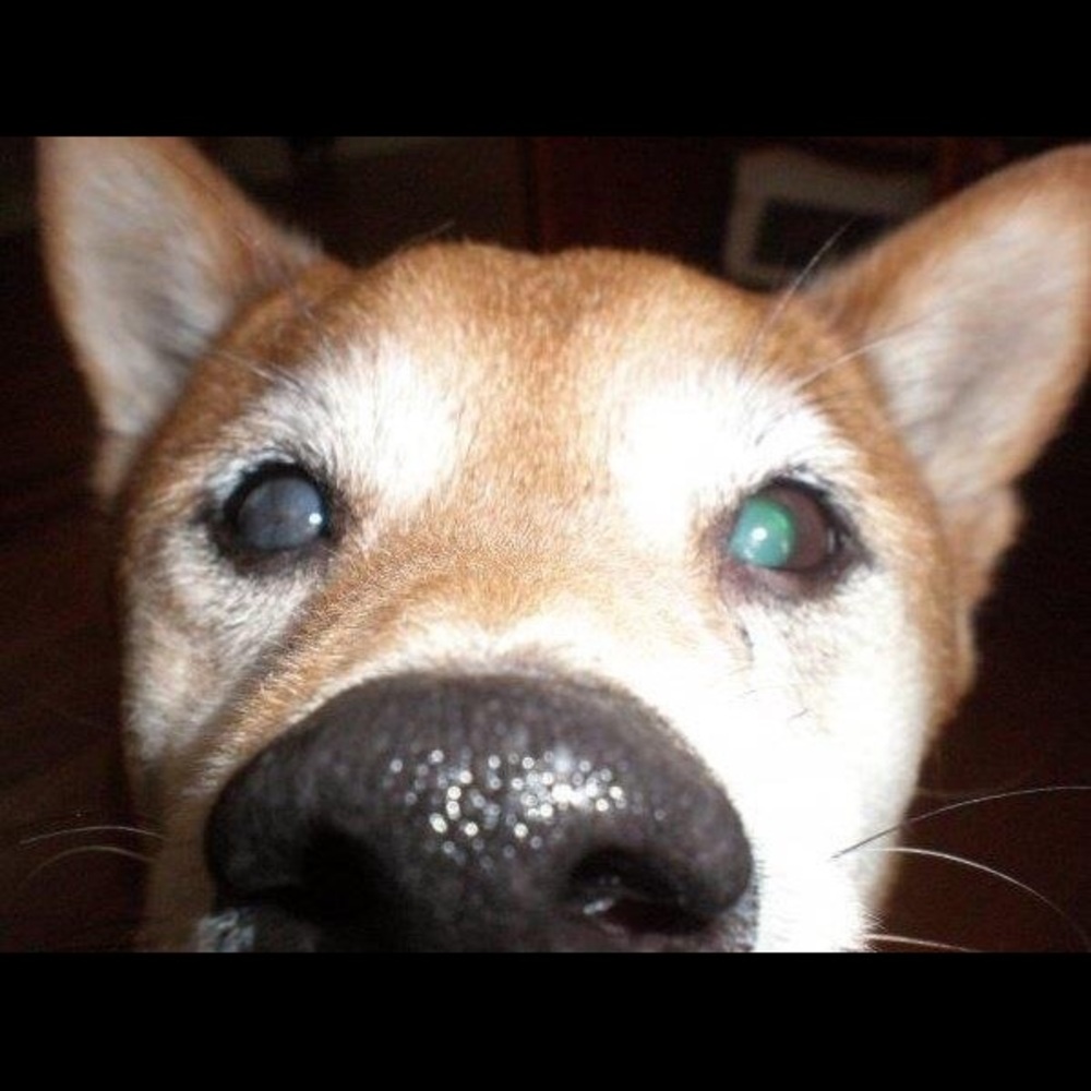 Meet your Posher, Joanna